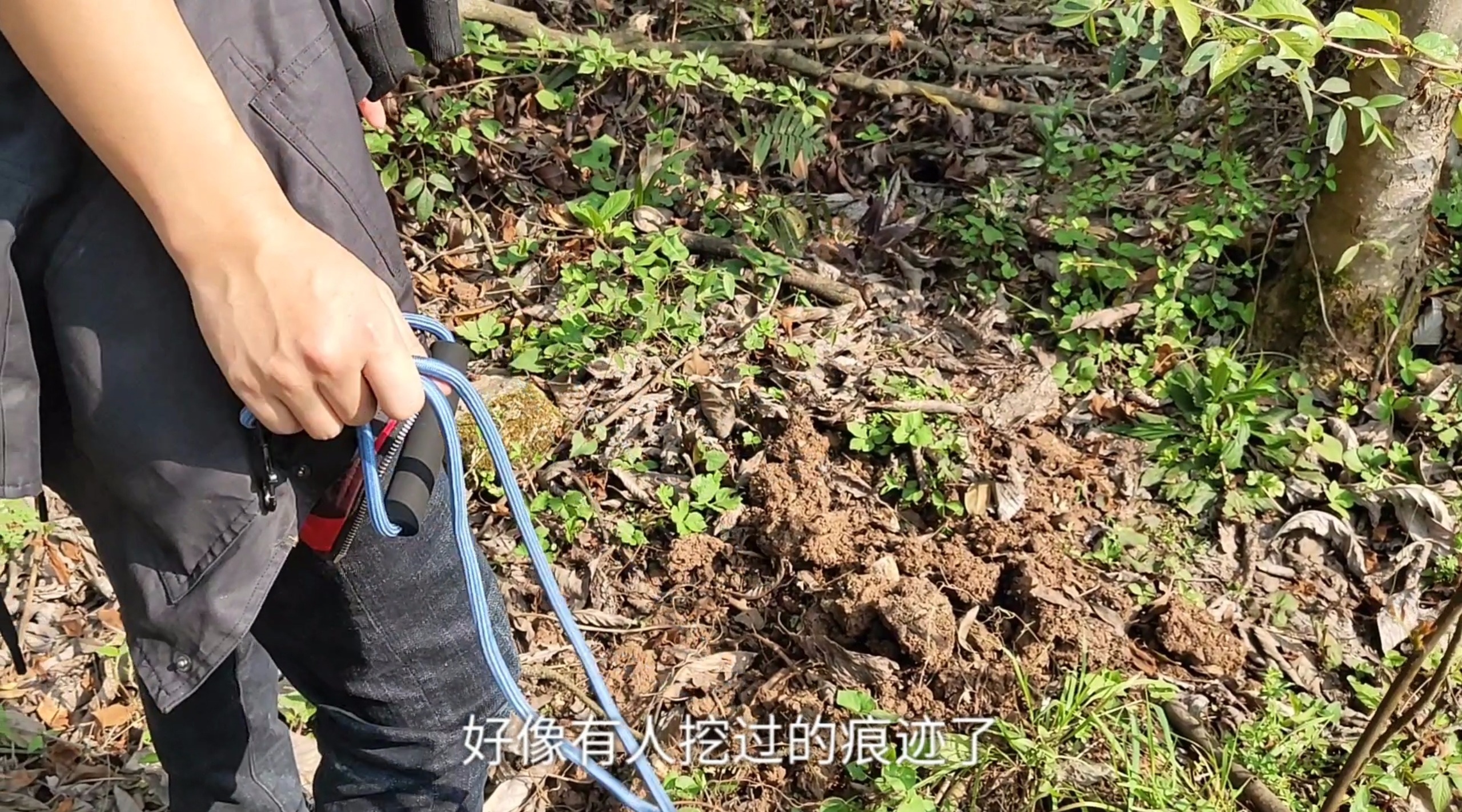 农村小伙组队去山里挖折耳根,什么原因,让他们最后“颗粒无收”