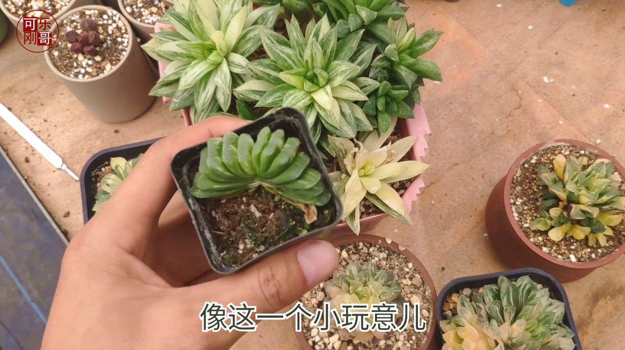十二卷玉露价格大跌以后,很多玩家开始玩出锦的,玩的就是稀有!