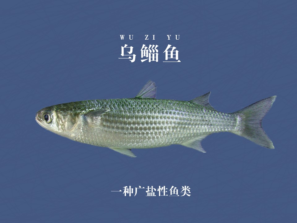 乌鲻鱼:亦称“乌鱼““或“鲻鱼“
