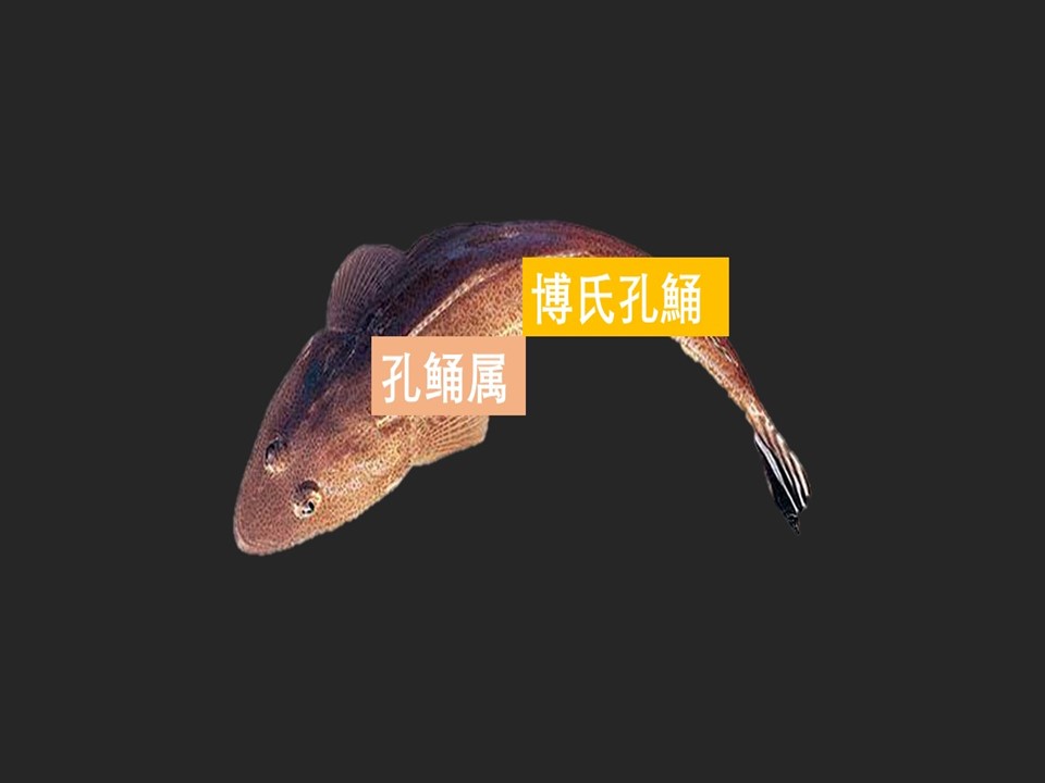 牛尾鱼:又叫鲬,俗名鞭子鱼。外表很奇特,乍看上去像鳄鱼的模样