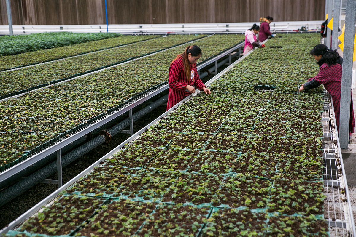 毕节市农业学校2022年招生简章 | 农业技术与管理专业