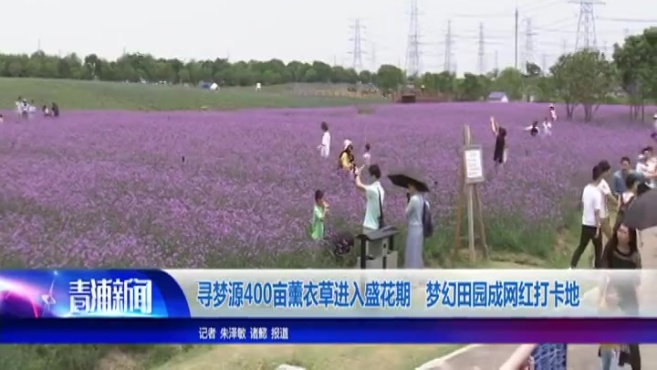 [图]寻梦源400亩薰衣草进入盛花期 梦幻田园成网红打卡地