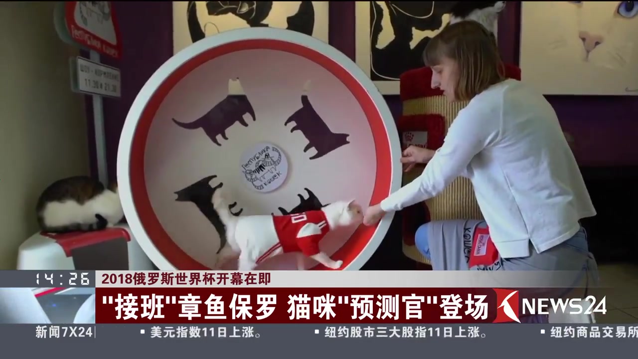 2018俄罗斯世界杯开幕在即“接班”章鱼保罗 猫咪“预测官”登场