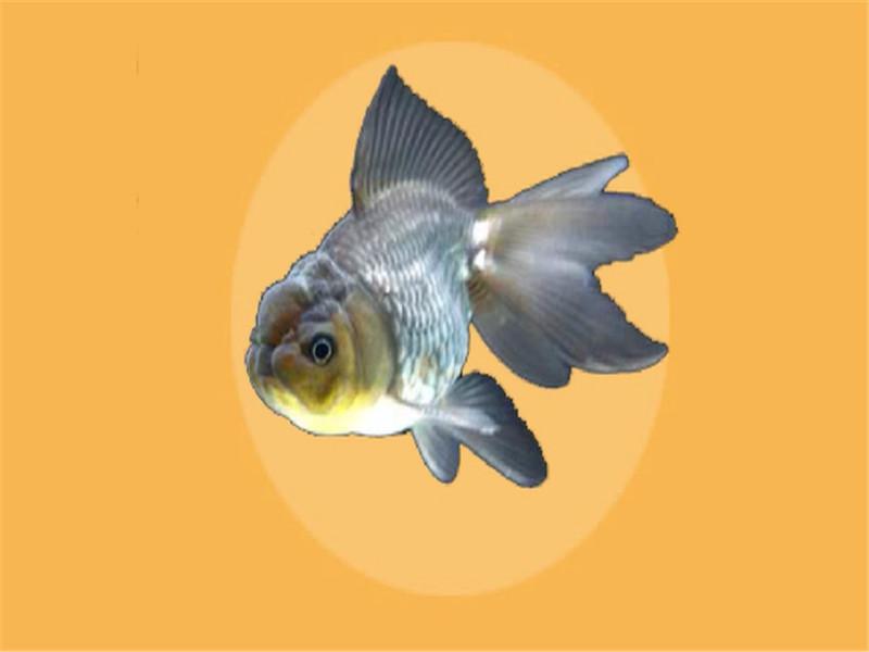 原来青文鱼长这样