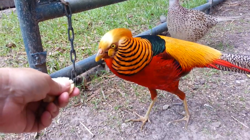 为何要保护野兔野鸡?没了野鸡野兔,可能分分钟就会生物链崩溃