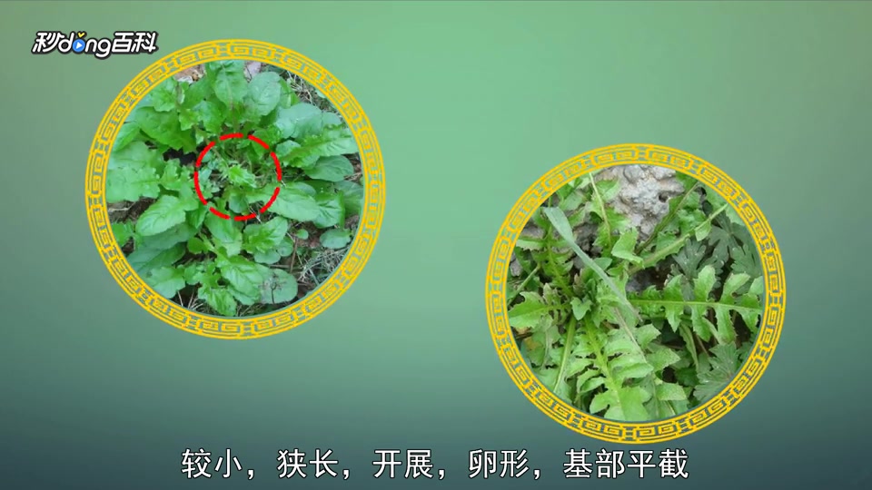 原来黑心菜长这样