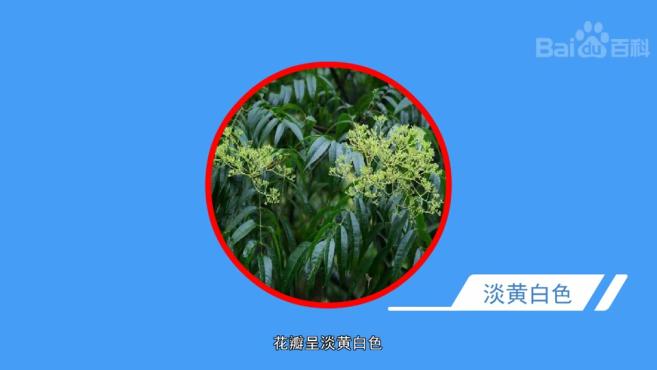 [图]原来小花花椒长这样