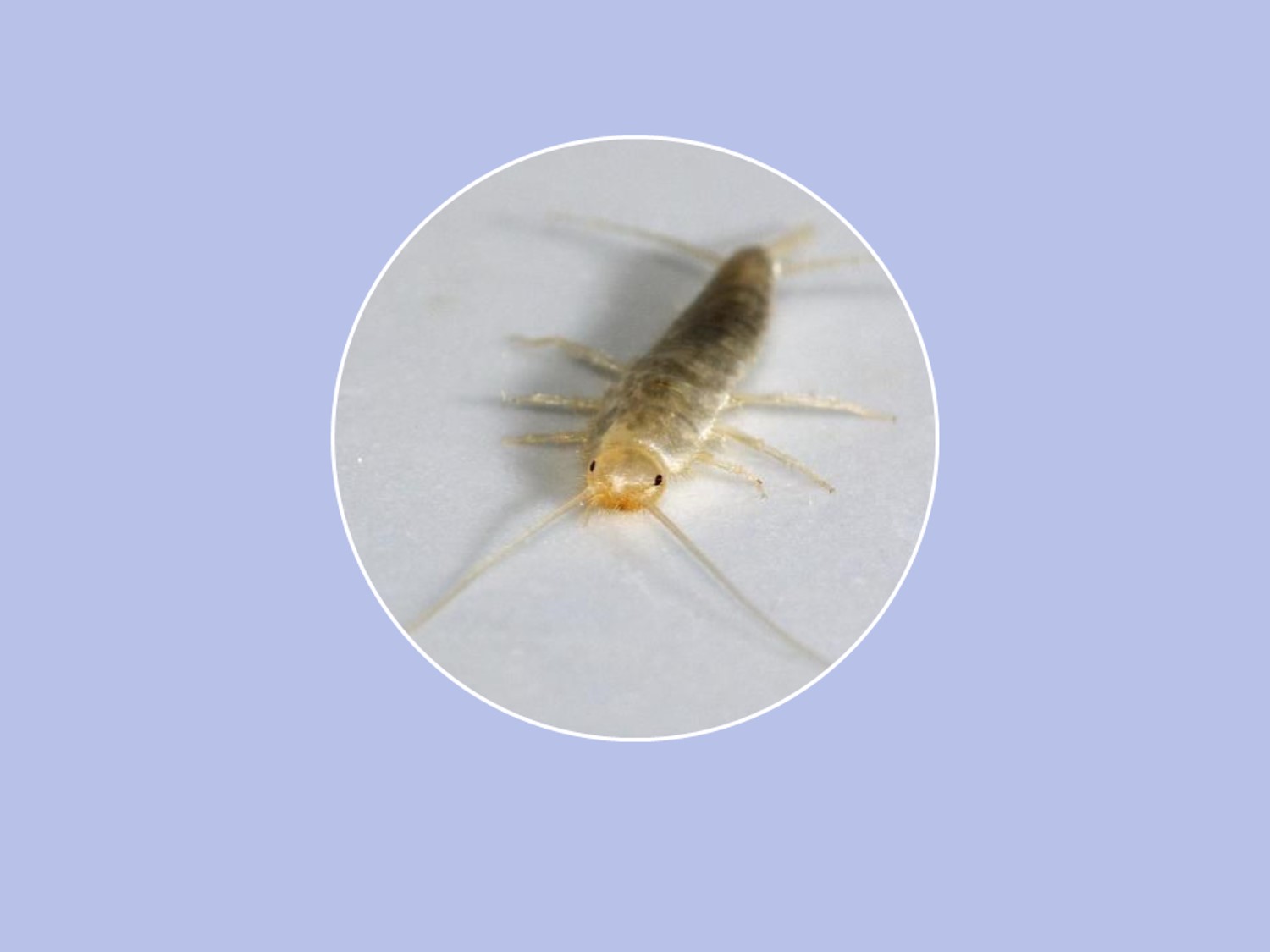 衣鱼虫:是各地图书馆里普遍存在的最主要的害虫