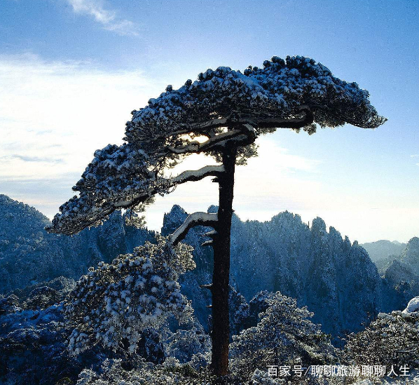 安徽黄山风景秀丽,你去过这里吗?冬季,一棵孤松傲立在山中