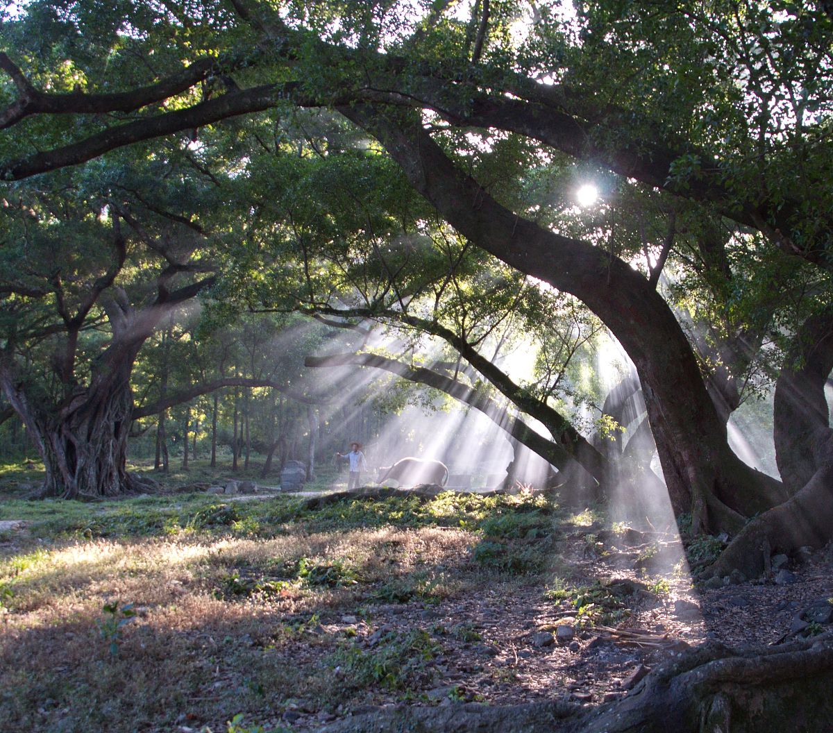 池上小池古诗赏析：描绘春天池塘边美景