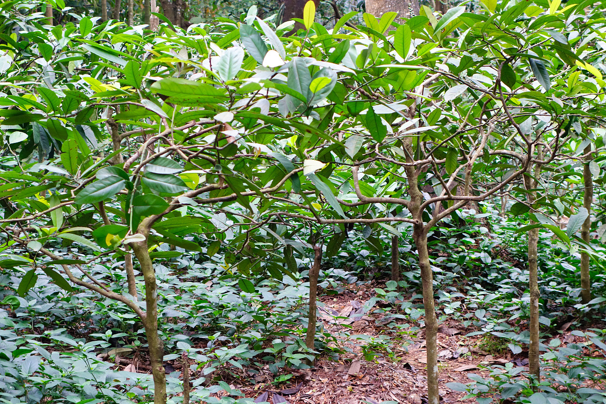 2013-12-20,海南兴隆:热带植物园***_***海南兴隆热带植物园,苦丁茶冬