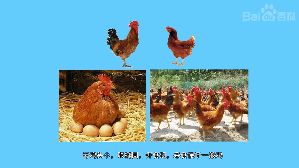 罗曼褐蛋鸡