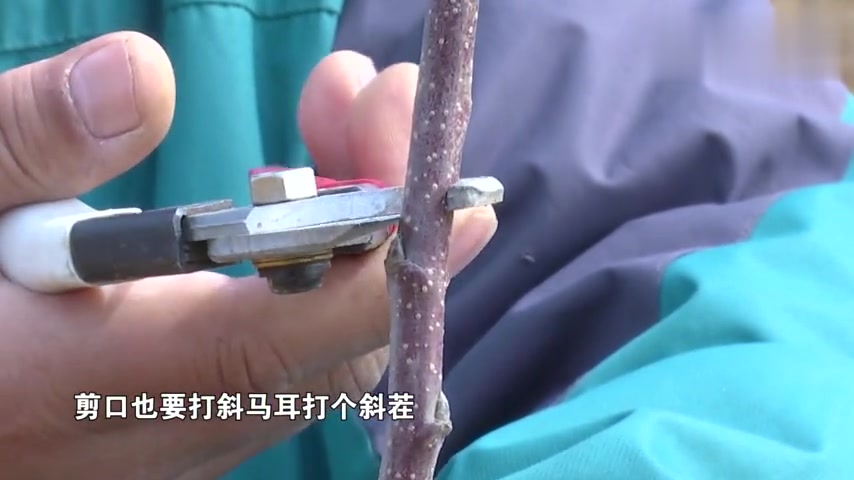 [图]栽小树需要注意的细节都有哪些?