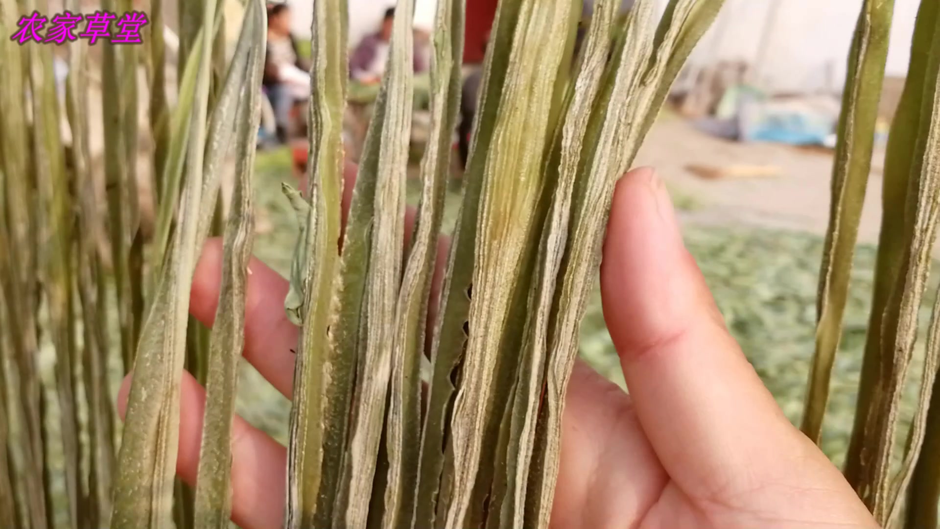 熬了大半夜做的贡菜,一场大雾过后就变成了这个样子