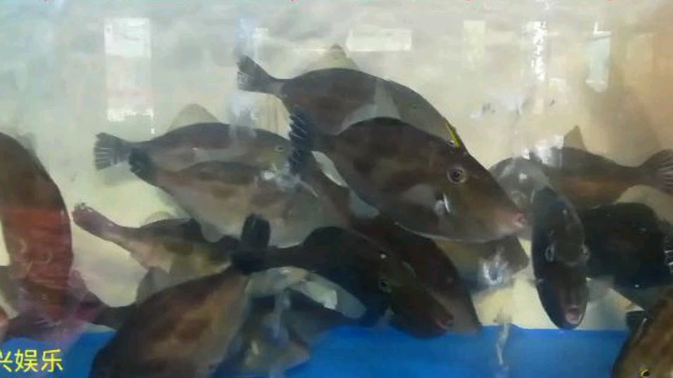 新年来临,梅西镇龙虎圩海鲜品种繁多