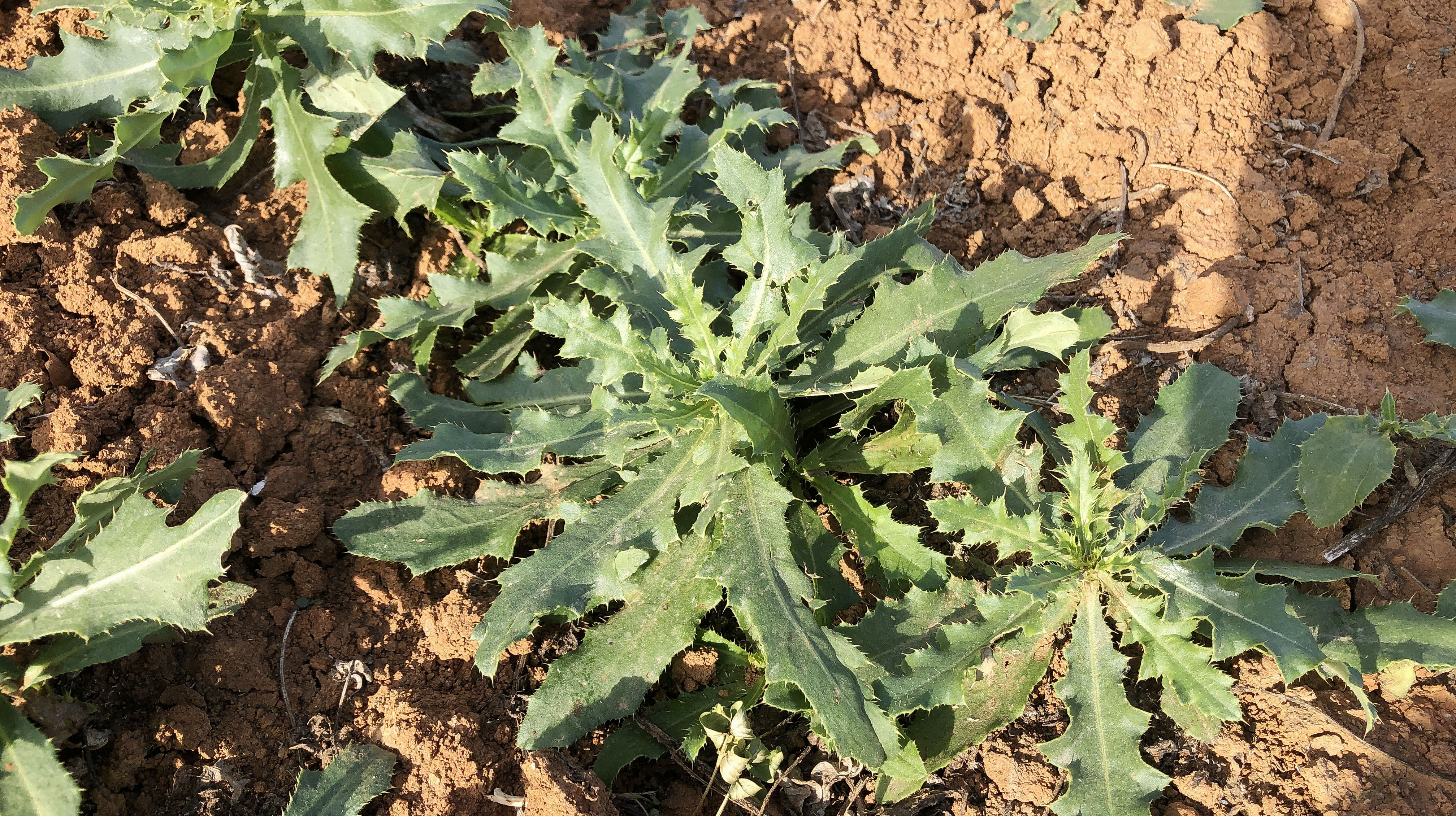 农村这种植物浑身带刺儿,除了可以当野菜来吃,其实妙用还有很多