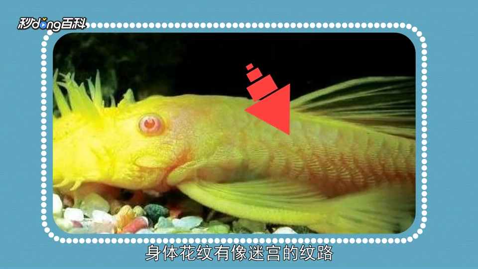 「秒懂百科」原来黄金大胡子长这样