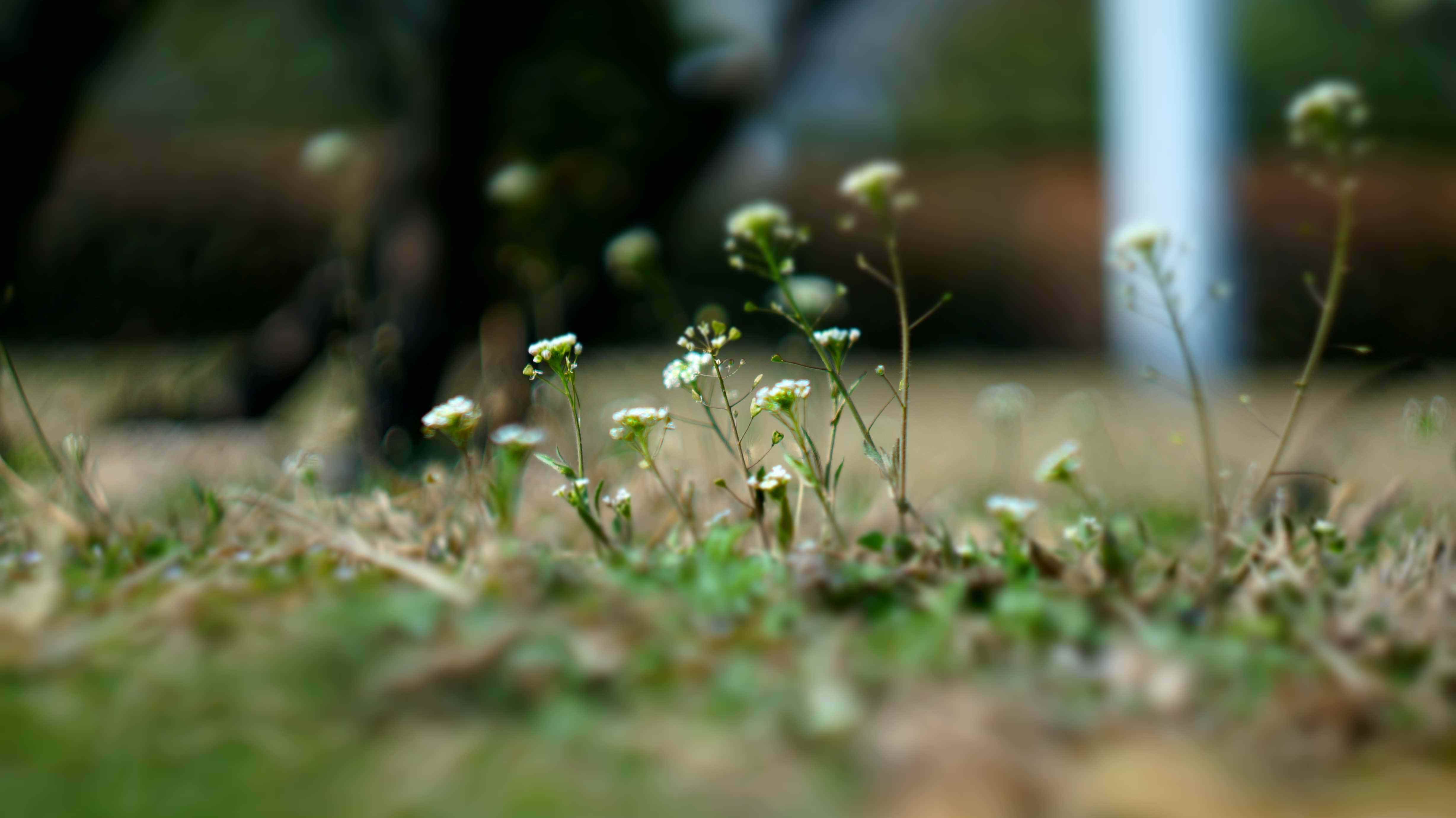 农村一种野菜,过去吃它是为了填饱肚子,千万别挖错了