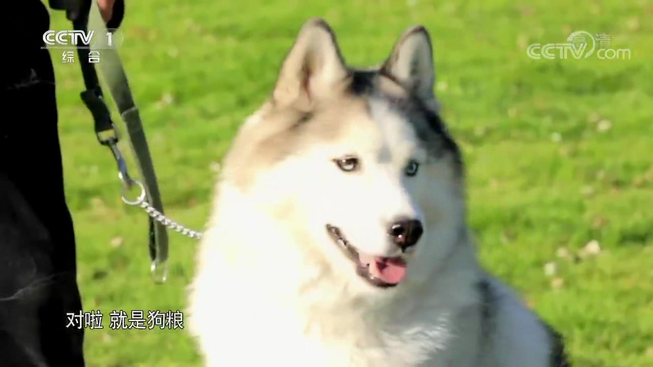动物来啦:狗狗是否用嗅觉判断食物的好坏,吃个芥末就知道了!