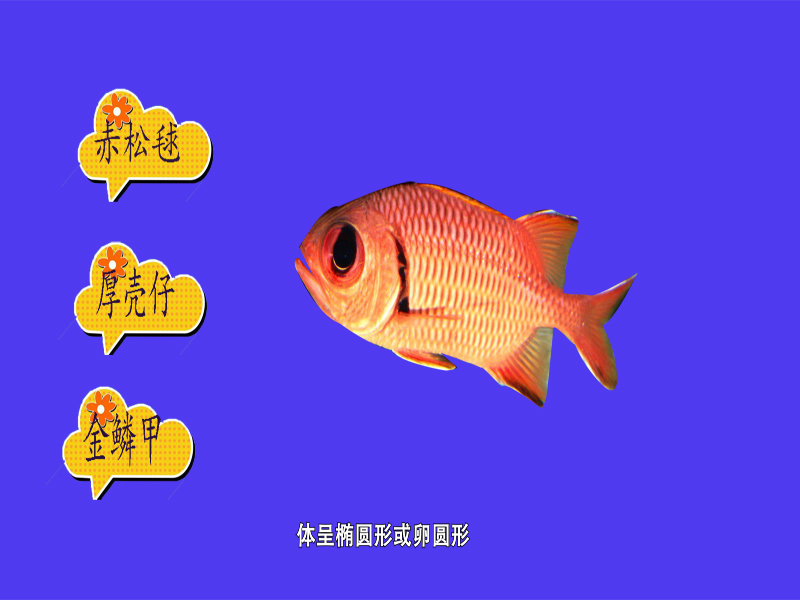 赤锯鳞鱼:金鳞鱼科锯鳞鱼属的一种鱼类