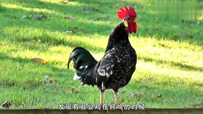 公鸡打鸣竟然变成了这样,公鸡:打到一半时突然想起个笑话!