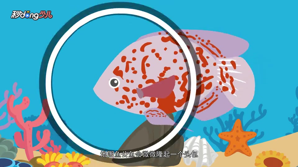 如何区别地图鱼的雌雄