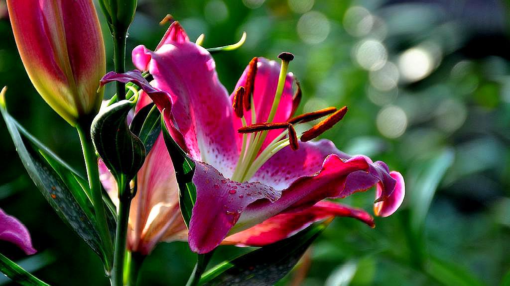 [图]百合好看却繁殖无门?枝干上抠点“它”,轻松繁殖几大盆