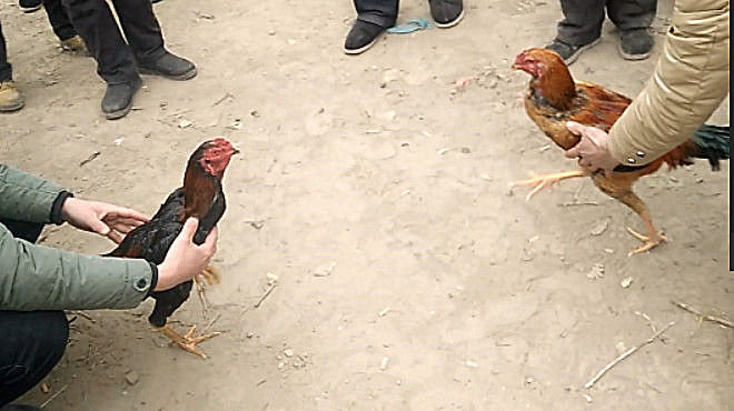 高清斗鸡视频:红鸡战黑鸡……第一集