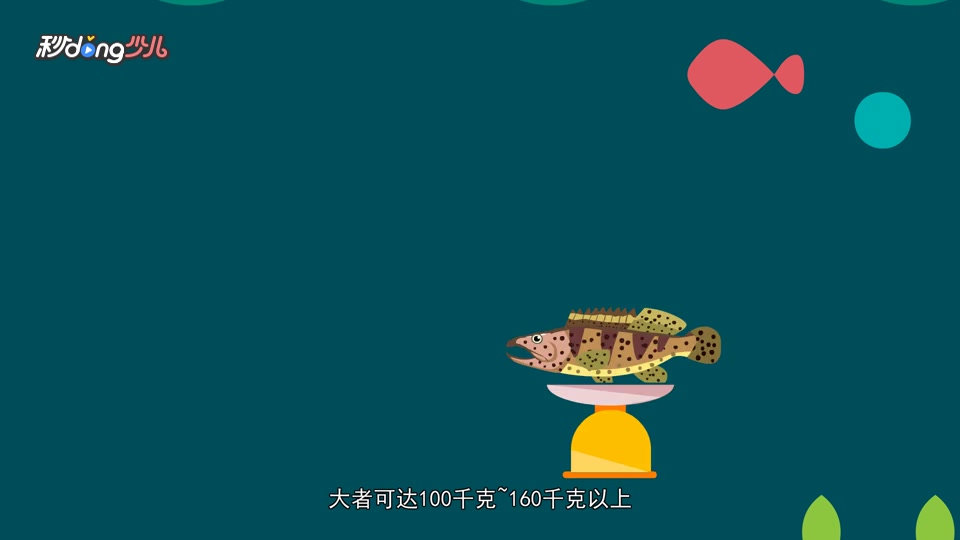 龙趸和石斑的区别
