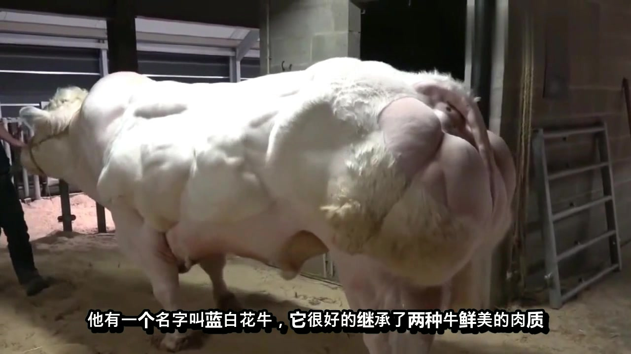 他是世界上最强壮的牛,满身肌肉却还打不过一头小牛