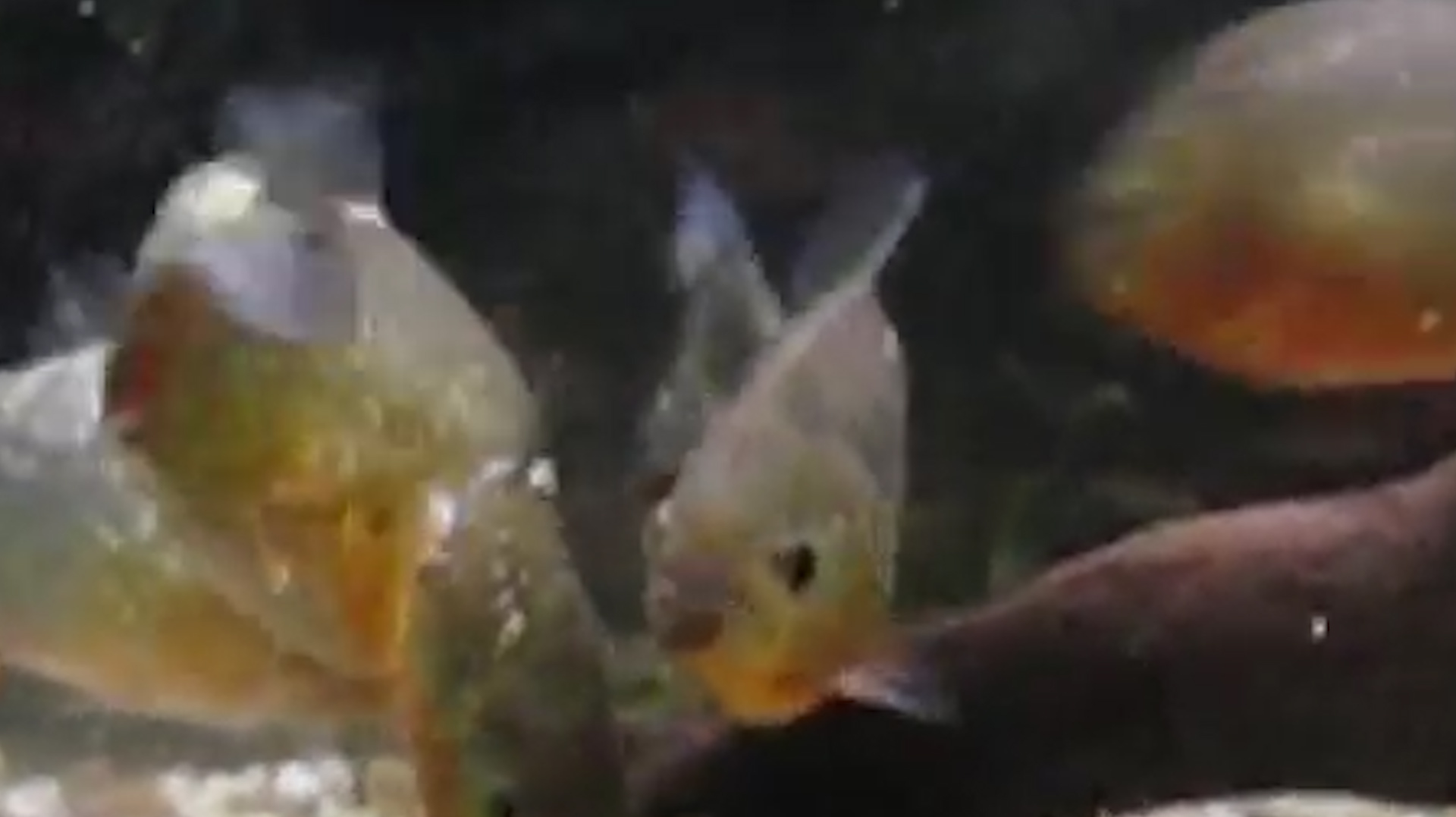 一只水虎鱼vs一群水虎鱼,被咬一口之后就注定悲剧了