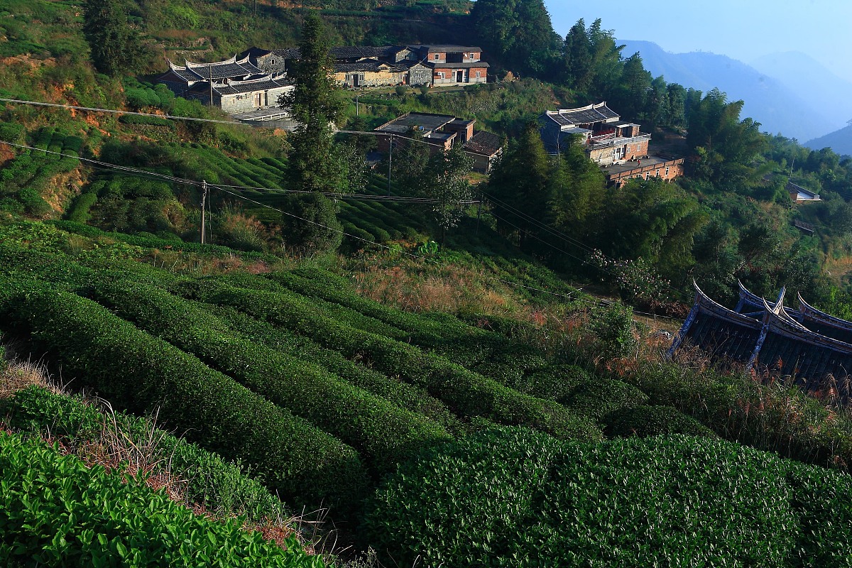 ***_***2013年10月12日,上海,福建传统乌龙茶制作方法