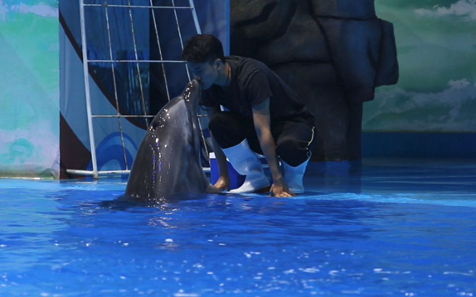 旋转、跳跃、高空翻……西宁海洋馆的海豚表演太精彩!