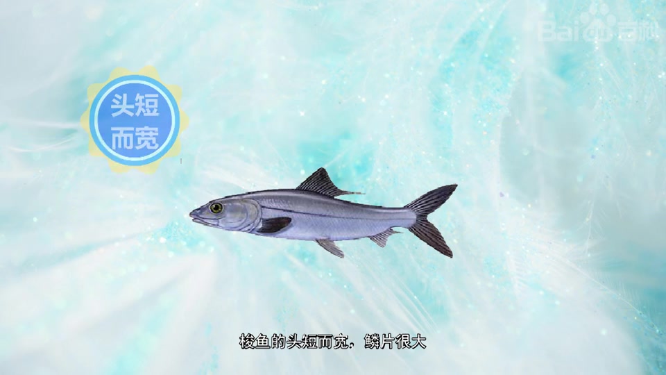 原来梭鱼长这样