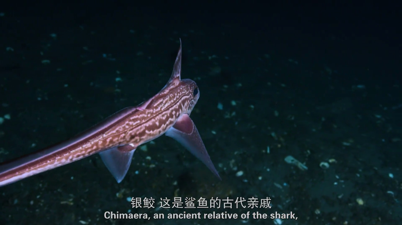 鲨鱼还有如此可爱的古代亲戚,生活在暗无天日的深海海底
