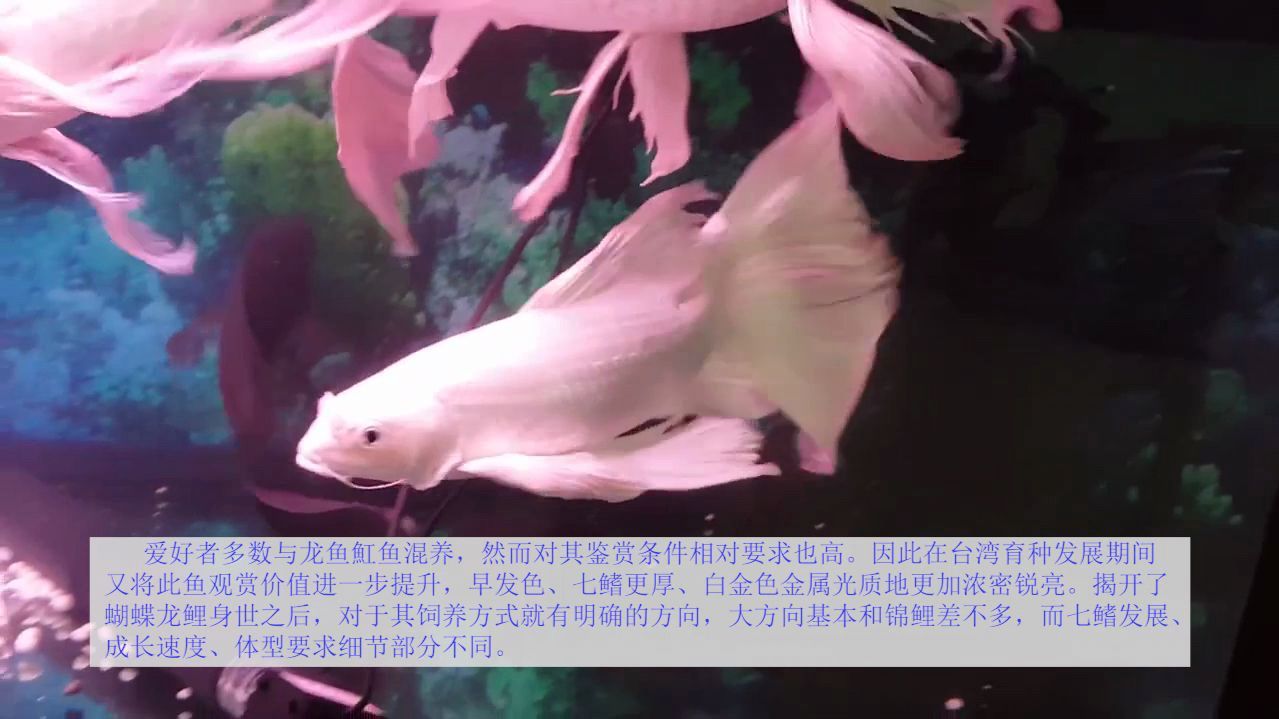 蝴蝶龙鲤的养殖分享