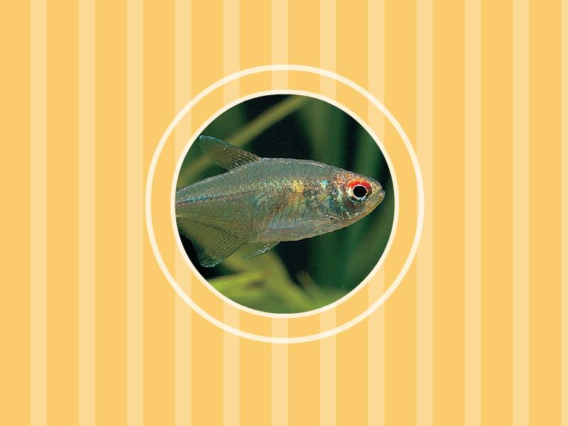 原来芒光灯笼鱼长这样