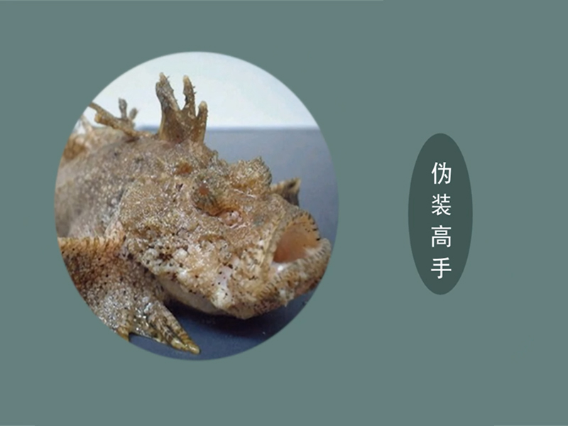 石鱼:辐鳍鱼纲动物