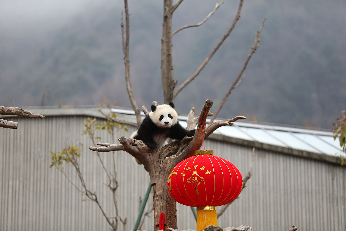 2019年01月31日上午,四川阿坝,中国大熊猫保护研究中心神树坪基地熊猫