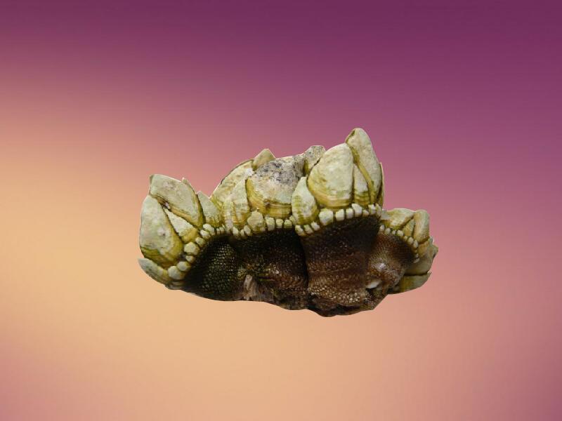 狗爪螺:有“来自地狱的海鲜”之称