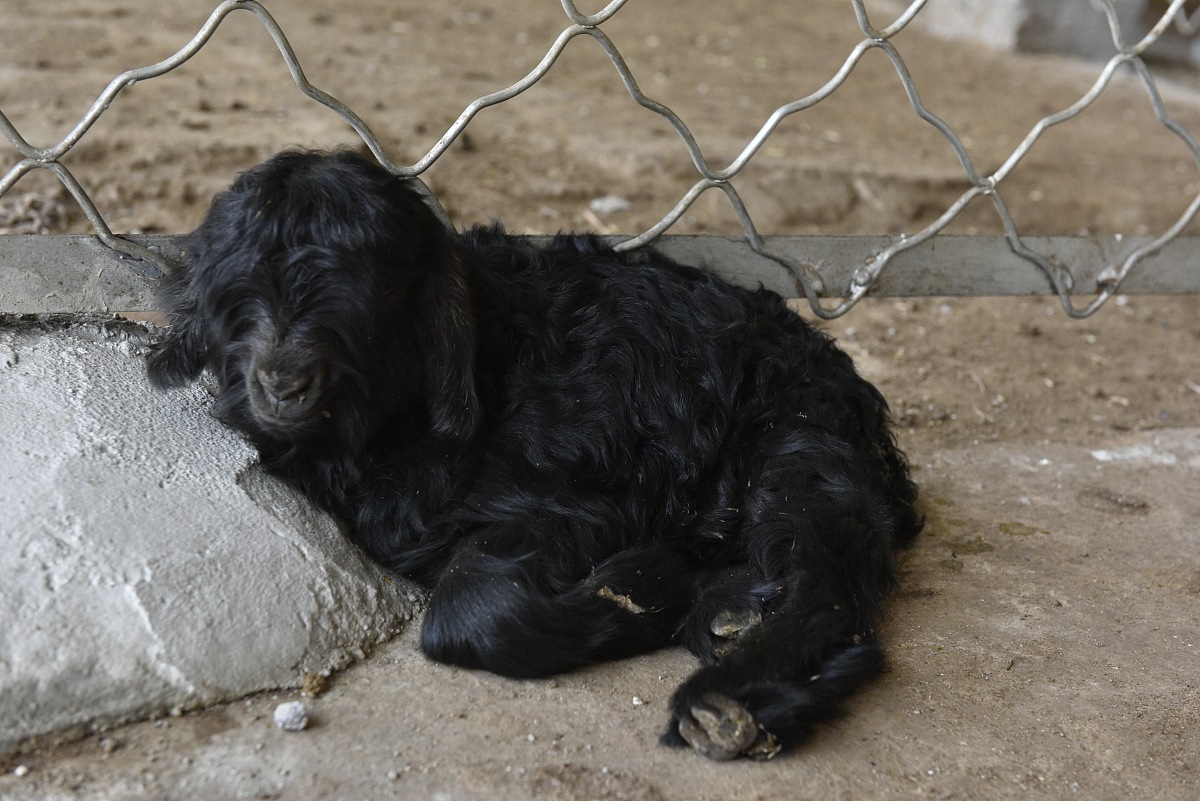 山西省畜牧兽医学校简介