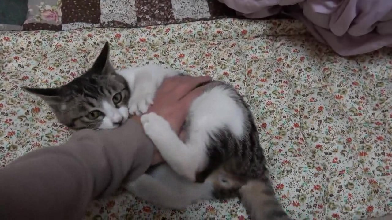 猫咪好可爱啊,抓住主人的手指,想咬又不敢用力