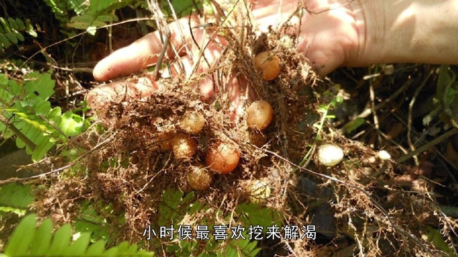 农村地里的“地鸡蛋”,吃了能解渴,有人吃过吗?