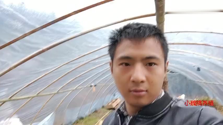 农村小伙搞养殖,看鸡大便就能看出鸡正不正常,温度保持多少合适