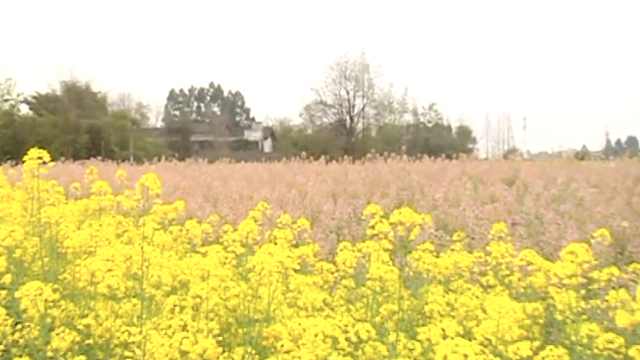 美呆!他醉心36年培育出五彩油菜花