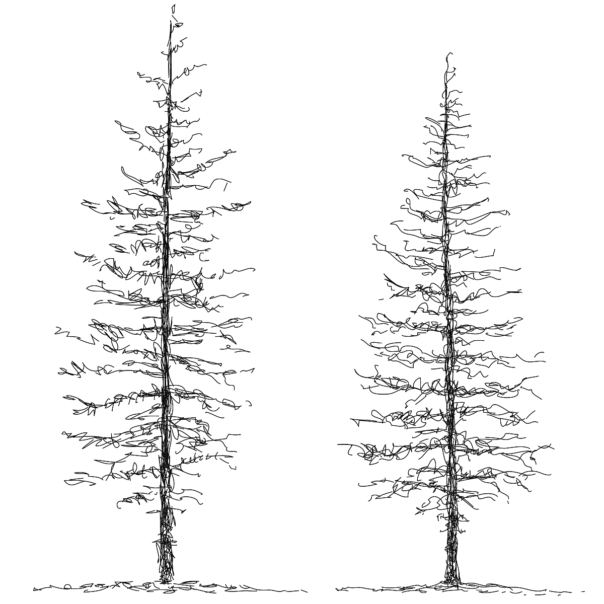 Phosphorus Limitation in Tree Growth: The Role of Supportive and Reproductive Structures