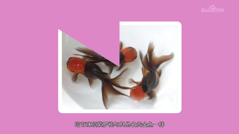 朱顶紫罗袍