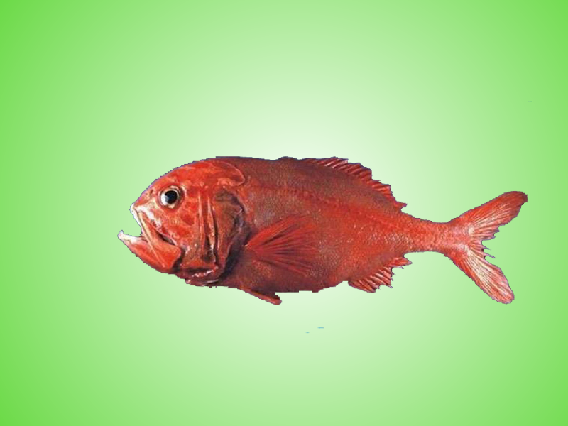 一分钟了解长寿鱼