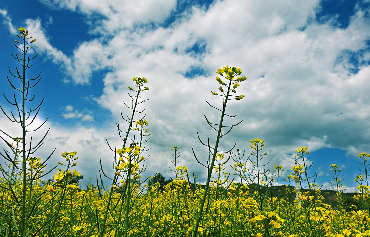 青海有多少所高中用发散性思维