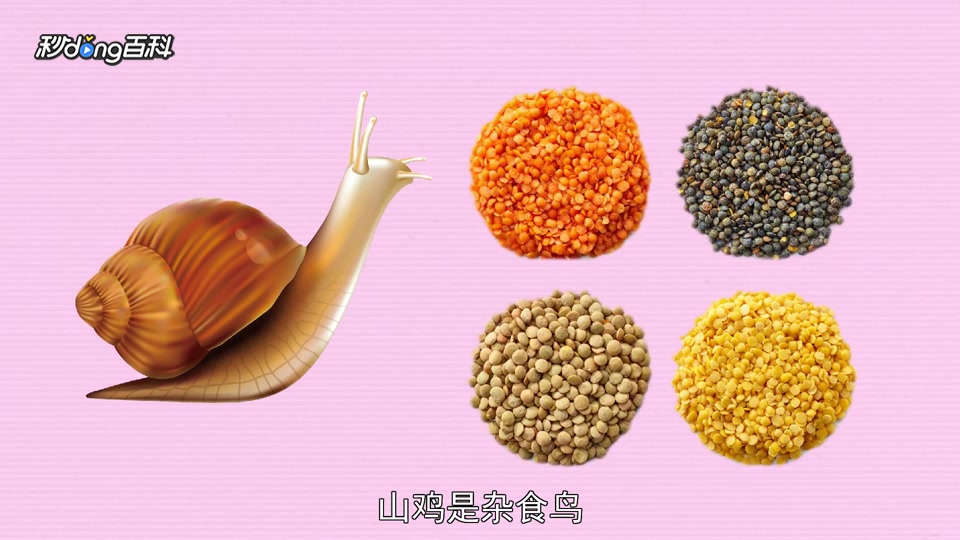 原来跑山鸡长这样